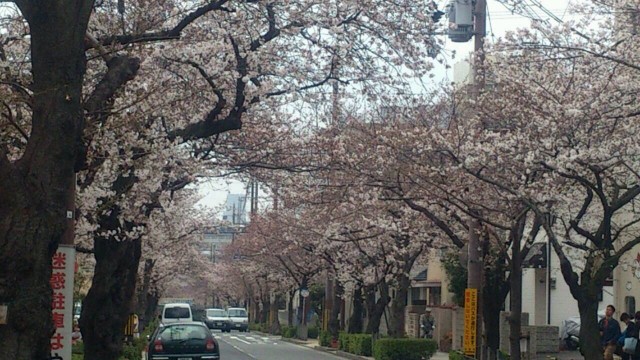 桜の開花と新年度